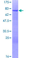ICSBP / IRF8 Protein - 12.5% SDS-PAGE of human IRF8 stained with Coomassie Blue