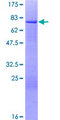 ICSBP / IRF8 Protein - 12.5% SDS-PAGE of human IRF8 stained with Coomassie Blue