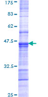 ICSBP / IRF8 Protein - 12.5% SDS-PAGE Stained with Coomassie Blue.