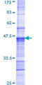 ICSBP / IRF8 Protein - 12.5% SDS-PAGE Stained with Coomassie Blue.