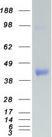 ICSBP / IRF8 Protein - Purified recombinant protein IRF8 was analyzed by SDS-PAGE gel and Coomassie Blue Staining