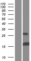 ID / ID1 Protein - Western validation with an anti-DDK antibody * L: Control HEK293 lysate R: Over-expression lysate