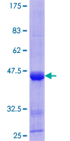 ID / ID1 Protein - 12.5% SDS-PAGE of human ID1 stained with Coomassie Blue