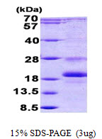 ID / ID1 Protein