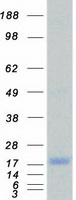ID / ID1 Protein - Purified recombinant protein ID1 was analyzed by SDS-PAGE gel and Coomassie Blue Staining