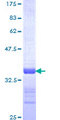 ID3 Protein - 12.5% SDS-PAGE Stained with Coomassie Blue.