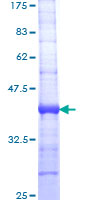 IDE Protein - 12.5% SDS-PAGE Stained with Coomassie Blue.