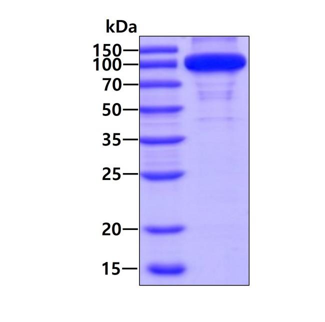IDE Protein - 3ug by SDS-PAGE under reducing condition and visualized by coomassie blue stain
