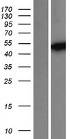 IDH1 / IDH Protein - Western validation with an anti-DDK antibody * L: Control HEK293 lysate R: Over-expression lysate