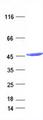 IDH1 / IDH Protein