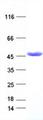 IDH1 / IDH Protein