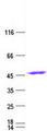 IDH1 / IDH Protein