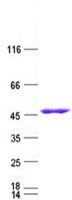 IDH1 / IDH Protein