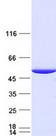 IDH1 / IDH Protein