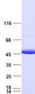 IDH1 / IDH Protein