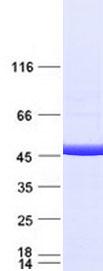 IDH1 / IDH Protein