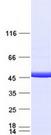 IDH1 / IDH Protein