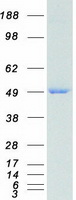 IDH1 / IDH Protein - Purified recombinant protein IDH1 was analyzed by SDS-PAGE gel and Coomassie Blue Staining