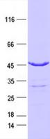 IDH2 Protein