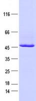 IDH2 Protein