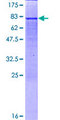 IDH2 Protein - 12.5% SDS-PAGE of human IDH2 stained with Coomassie Blue