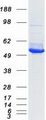 IDH2 Protein - Purified recombinant protein IDH2 was analyzed by SDS-PAGE gel and Coomassie Blue Staining