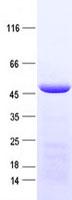 IDH3G Protein