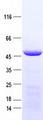 IDH3G Protein