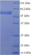 IDH3G Protein