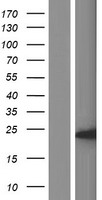IDNK Protein - Western validation with an anti-DDK antibody * L: Control HEK293 lysate R: Over-expression lysate