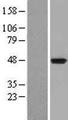 IDO1 / IDO Protein - Western validation with an anti-DDK antibody * L: Control HEK293 lysate R: Over-expression lysate