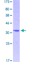 IDO1 / IDO Protein - 12.5% SDS-PAGE Stained with Coomassie Blue.