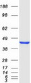 IDO1 / IDO Protein - Purified recombinant protein IDO1 was analyzed by SDS-PAGE gel and Coomassie Blue Staining
