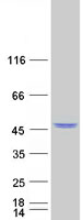 IDO2 / INDOL1 Protein - Purified recombinant protein IDO2 was analyzed by SDS-PAGE gel and Coomassie Blue Staining