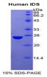 IDS / Iduronate 2 Sulfatase Protein - Recombinant Iduronate-2-Sulfatase By SDS-PAGE