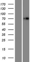 IDUA / MPS1 Protein - Western validation with an anti-DDK antibody * L: Control HEK293 lysate R: Over-expression lysate