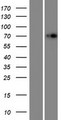IDUA / MPS1 Protein - Western validation with an anti-DDK antibody * L: Control HEK293 lysate R: Over-expression lysate