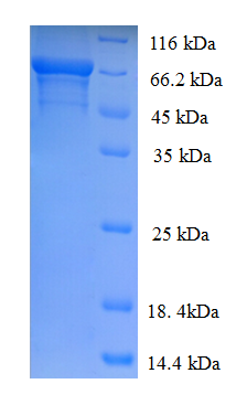 IDUA / MPS1 Protein