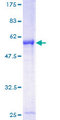 IER2 Protein - 12.5% SDS-PAGE of human IER2 stained with Coomassie Blue