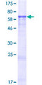 IER5 Protein - 12.5% SDS-PAGE of human IER5 stained with Coomassie Blue