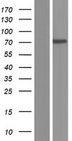 IFFO / IFFO1 Protein - Western validation with an anti-DDK antibody * L: Control HEK293 lysate R: Over-expression lysate