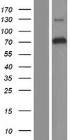 IFFO / IFFO1 Protein - Western validation with an anti-DDK antibody * L: Control HEK293 lysate R: Over-expression lysate