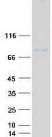 IFI16 Protein - Purified recombinant protein IFI16 was analyzed by SDS-PAGE gel and Coomassie Blue Staining
