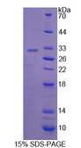 IFI30 / IP30 Protein - Recombinant Interferon Gamma Inducible Protein 30 By SDS-PAGE