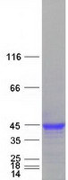 IFI30 / IP30 Protein - Purified recombinant protein IFI30 was analyzed by SDS-PAGE gel and Coomassie Blue Staining