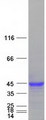 IFI30 / IP30 Protein - Purified recombinant protein IFI30 was analyzed by SDS-PAGE gel and Coomassie Blue Staining