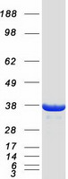IFI35 Protein - Purified recombinant protein IFI35 was analyzed by SDS-PAGE gel and Coomassie Blue Staining