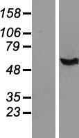 IFI44 Protein - Western validation with an anti-DDK antibody * L: Control HEK293 lysate R: Over-expression lysate