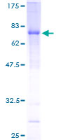 IFI44 Protein - 12.5% SDS-PAGE of human IFI44 stained with Coomassie Blue