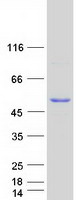 IFI44 Protein - Purified recombinant protein IFI44 was analyzed by SDS-PAGE gel and Coomassie Blue Staining